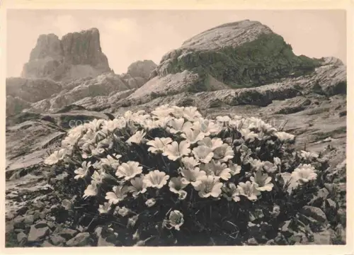 AK / Ansichtskarte Falzaregopass Passo Falzarego 2117m IT Flora Alpina Cerrastium latifolium
