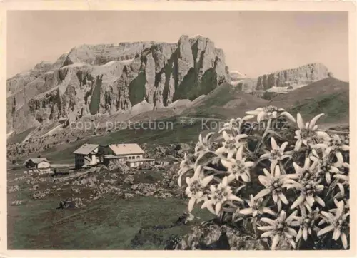 AK / Ansichtskarte Passo di Sella Selva Val Gardena IT Stella alpina Edelweiss