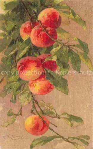 AK / Ansichtskarte Klein Catharina Kuenstlerlitho Aprikosen baum