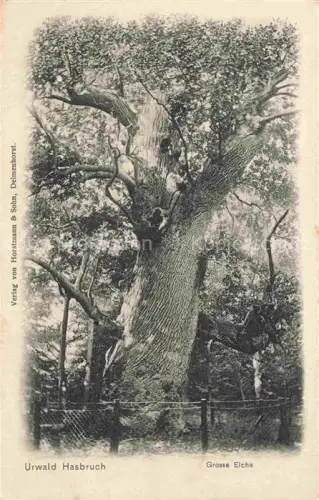AK / Ansichtskarte Hude  Oldenburg Hasbruch Urwald Grosse Eiche Feldpost