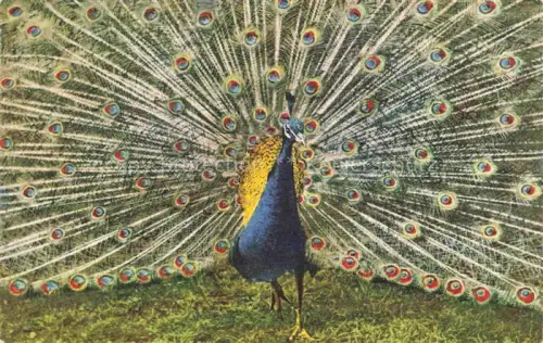 AK / Ansichtskarte Strauss Autruche Ostrich Avestruz Struzzo Voegel Birds Oiseaux 