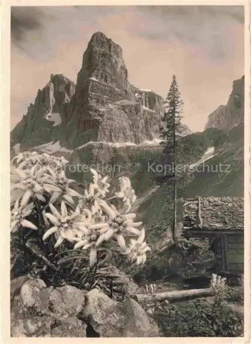 AK / Ansichtskarte Cima Tosa 3176m Dolomiti Dolomiten IT Flora Alpina Cima Margherita Crozzone