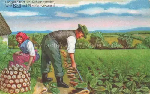 AK / Ansichtskarte Landwirtschaft Agriculturo Agriculture-- Rueben Ernte Kali 
