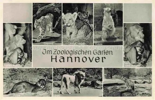 AK / Ansichtskarte Zoo Gardin Zoologique-- Hannover Gepard Loewe Tiger Puma Eisbaer