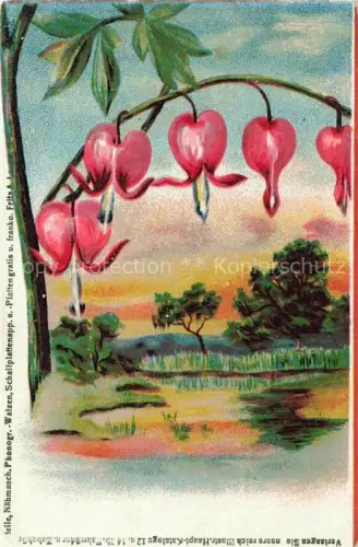 AK / Ansichtskarte Traenendes Herz Lamprocapnos Mohnblume Flowers Fleurs Litho 