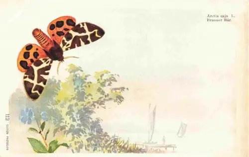 AK / Ansichtskarte Schmetterlinge Arctia caja Brauner Baer Litho