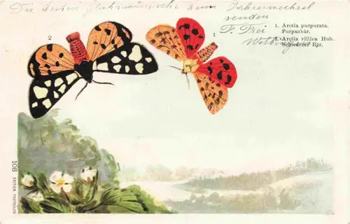 AK / Ansichtskarte Schmetterlinge Arctia purpurata Schwarzer Baer Litho