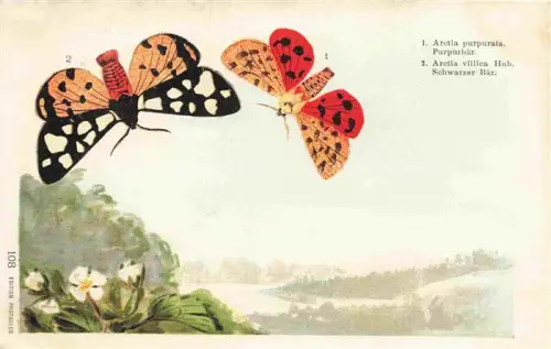 AK / Ansichtskarte Schmetterlinge Arctia purpurata Schwarzer Baer Litho