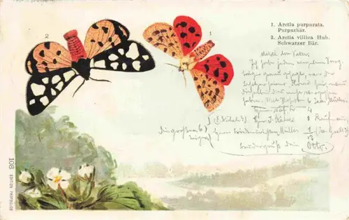 AK / Ansichtskarte Schmetterlinge Arctia purpurata Schwarzer Baer Litho