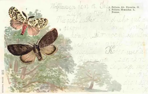 AK / Ansichtskarte Schmetterlinge Psilura Monacha Nonne Litho