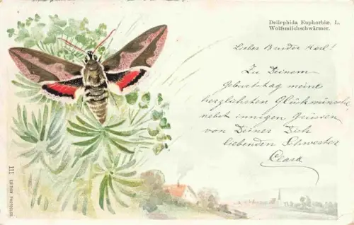 AK / Ansichtskarte Schmetterlinge Wolfsmilchschwaemer Litho