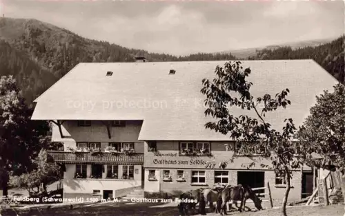 AK / Ansichtskarte Feldberg 1450m Schwarzwald Gasthaus zum Feldsee Raimartihof