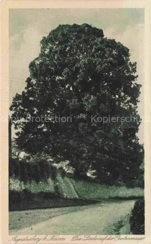 AK / Ansichtskarte Augustusberg Nossen Meissen Sachsen Die Linde auf der Gartenmauer