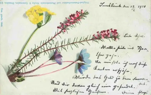 AK / Ansichtskarte Nenke & Ostermaier Verlag Litho Nr. 12 Dresden 