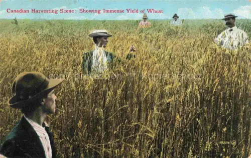 AK / Ansichtskarte Landwirtschaft Agriculturo Agriculture-- Getreide Canadian Harvesting Scene 