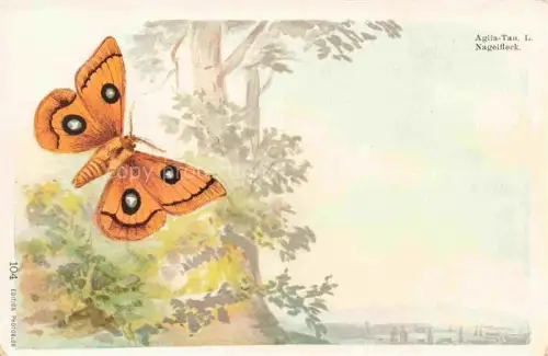 AK / Ansichtskarte Schmetterlings-AK Aglia Tan Nagelfleck Litho
