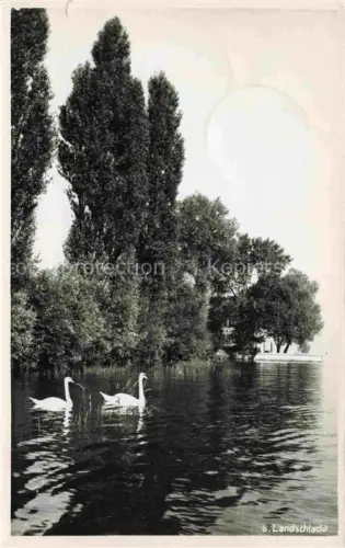 AK / Ansichtskarte Landschlacht Kreuzlingen TG Schwanenteich