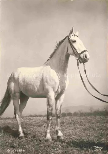 AK / Ansichtskarte PFERDE Horses Cheval Mjestaet Weis