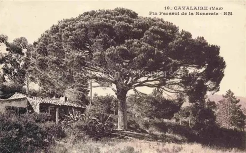 AK / Ansichtskarte Cavalaire-sur-Mer 83 Var Pin Parasol de la Roseraie