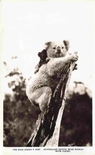 AK / Ansichtskarte Koalabaer Rose Series P. Nr. 4390 Australien Native bear With young