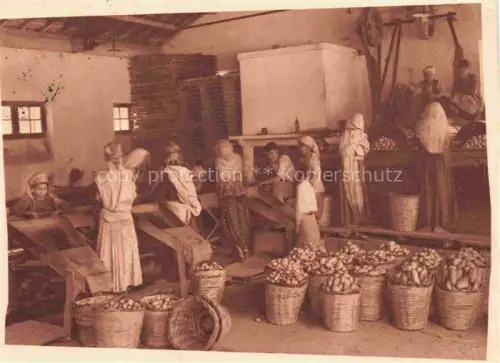 AK / Ansichtskarte ALGER  Algerie Domaine de la Trappe de Staoueli