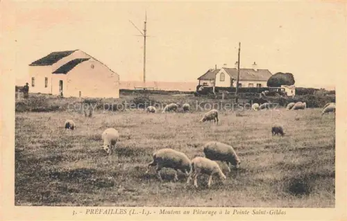 AK / Ansichtskarte Prefailles Saint-Nazaire 44 Loire-Atlantique Moutons au pâturage à la Pointe Saint-Gildas