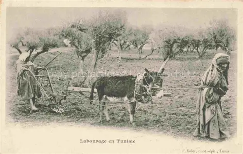 AK / Ansichtskarte Esel Tiere Labourage Tunisie Landwirtschaft