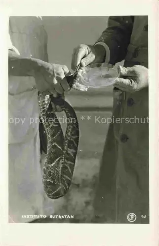AK / Ansichtskarte Foto CP Nr. 92 Instituto Butantan Schlangen Snakes Serpents 