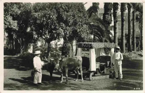 AK / Ansichtskarte FUNCHAL Madeira PT Carro de bois Ochsenschlitten