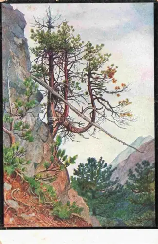 AK / Ansichtskarte SARASIN Regnault (1886-1943) Kuenstlerkarte Arve an den Felsen von Crappa mala Cluoza
