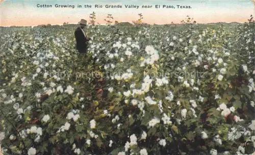 AK / Ansichtskarte EL PASO  Texas USA Cotton growing in the Rio Grande Valley