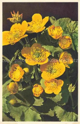 AK / Ansichtskarte Blumen Flowers Fleurs Dotterblume Caltha palustris 