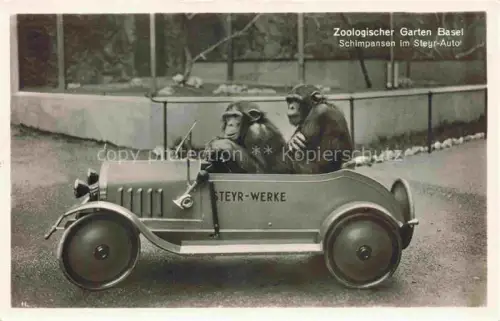 AK / Ansichtskarte Zoo Gardin Zoologique-- Basel Schimpansen im Steyr Auto 