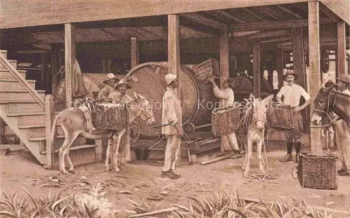 AK / Ansichtskarte Cacao Kakao Schokolade Chocolat Fabrik Esel 