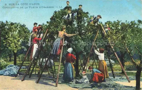 AK / Ansichtskarte Landwirtschaft Agriculturo Agriculture-- Sur la Cote D Azur Ernte Orangen