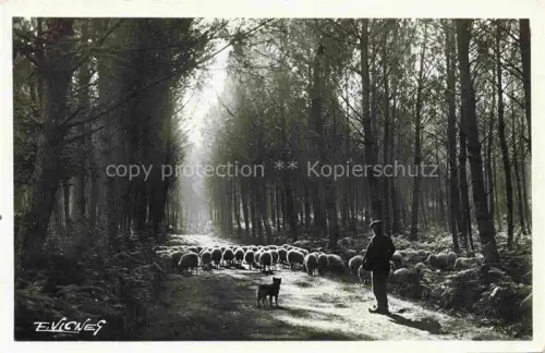 AK / Ansichtskarte Schaeferei Sheperding Bergerie-- Clairiere avec Moutons 