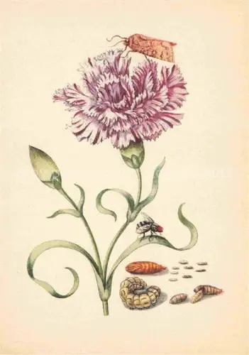 AK / Ansichtskarte MERIAN Maria Sibylla Kuenstlerkarte Purpurfarbenes Naegelein Eule Raupenfliege Basel