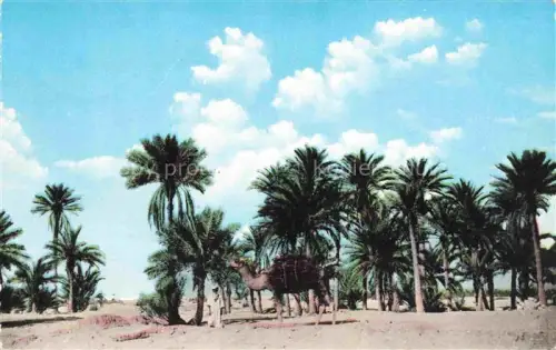 AK / Ansichtskarte Ouargla Algerie Sun Constantinois Une Palmerie