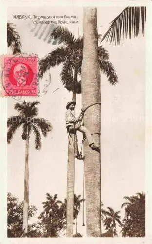 AK / Ansichtskarte HABANA Havana Havanna Cuba Trepando à una palama Climbing the royal palm