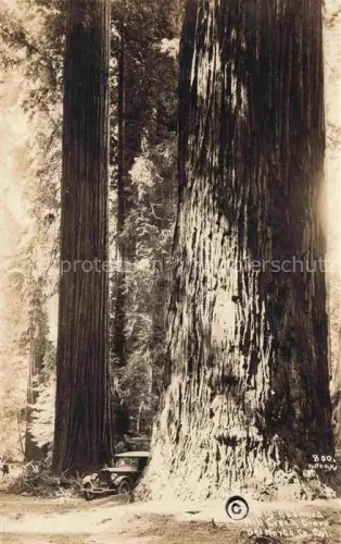 AK / Ansichtskarte Olympic National Parc Washington USA Redwood Hill Greek Grove