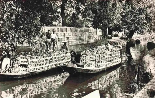 AK / Ansichtskarte SAINT-OMER  62 Pas-de-Calais Déchargement des Choux-Fleurs