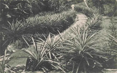 AK / Ansichtskarte Mahe Seychelles Pine Apples