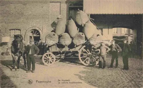 AK / Ansichtskarte Poperinghe Poperinge West-Vlaanderen Belgie La culture houblonnière