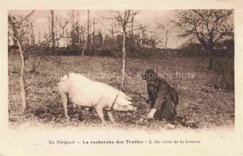 AK / Ansichtskarte Perigord 24 Dordogne La recherche des truffes