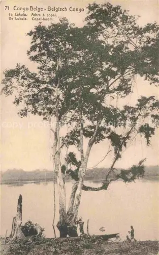 AK / Ansichtskarte Congo Belge Belgisch KONGO La Lukula Arbre a copal