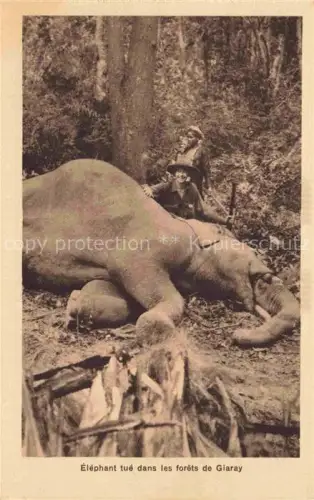 AK / Ansichtskarte Giaray Vietnam Éléphant tué dans les forèts