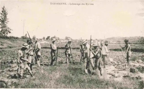 AK / Ansichtskarte Tananarive Antananarivo Madagaskar Labourage des rizières