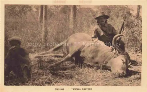 AK / Ansichtskarte Banting Vietnam Taureau sauvage