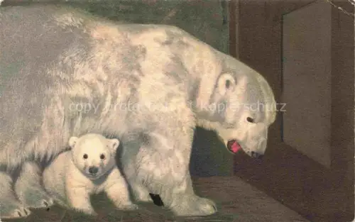 AK / Ansichtskarte Eisbaer Icebear Ours Polaire Bear Orso-- 