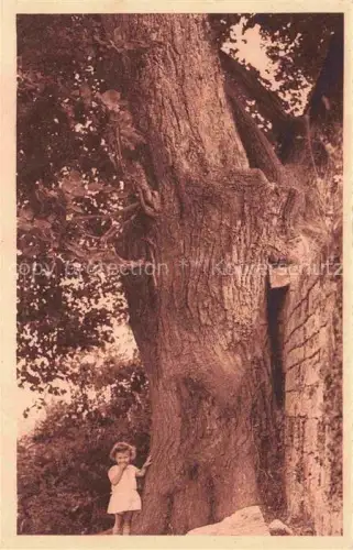 AK / Ansichtskarte Vaucouleurs Commercy 55 Meuse Le gros tilleul arbre age de 5 siecles